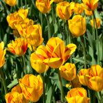 champs tulipes ottawa