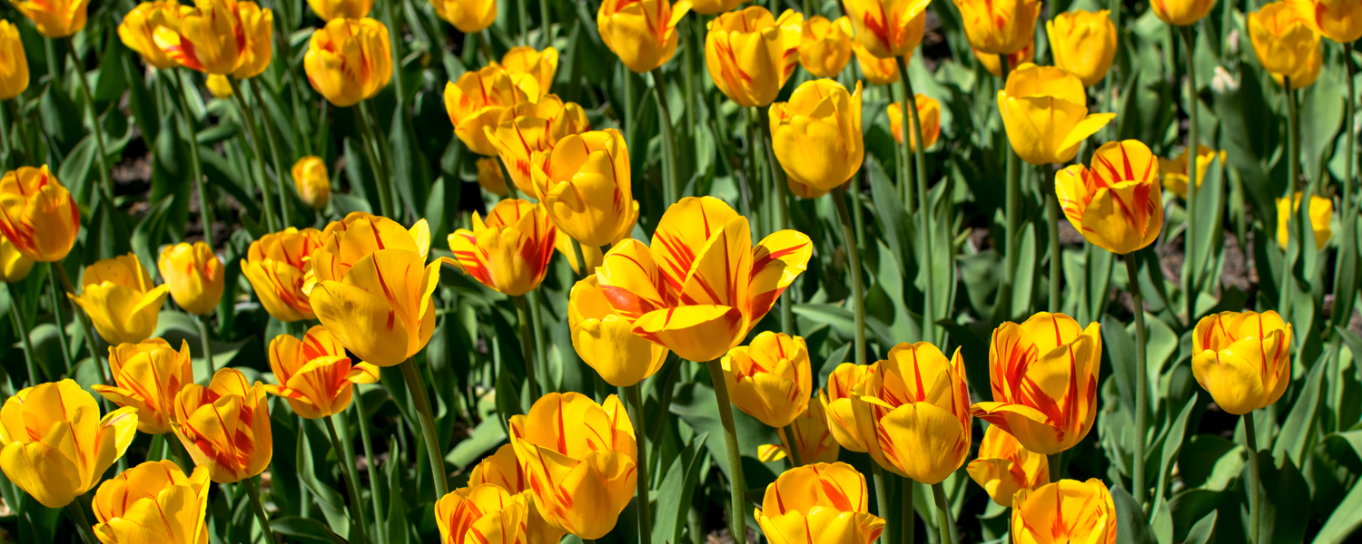 champs tulipes ottawa