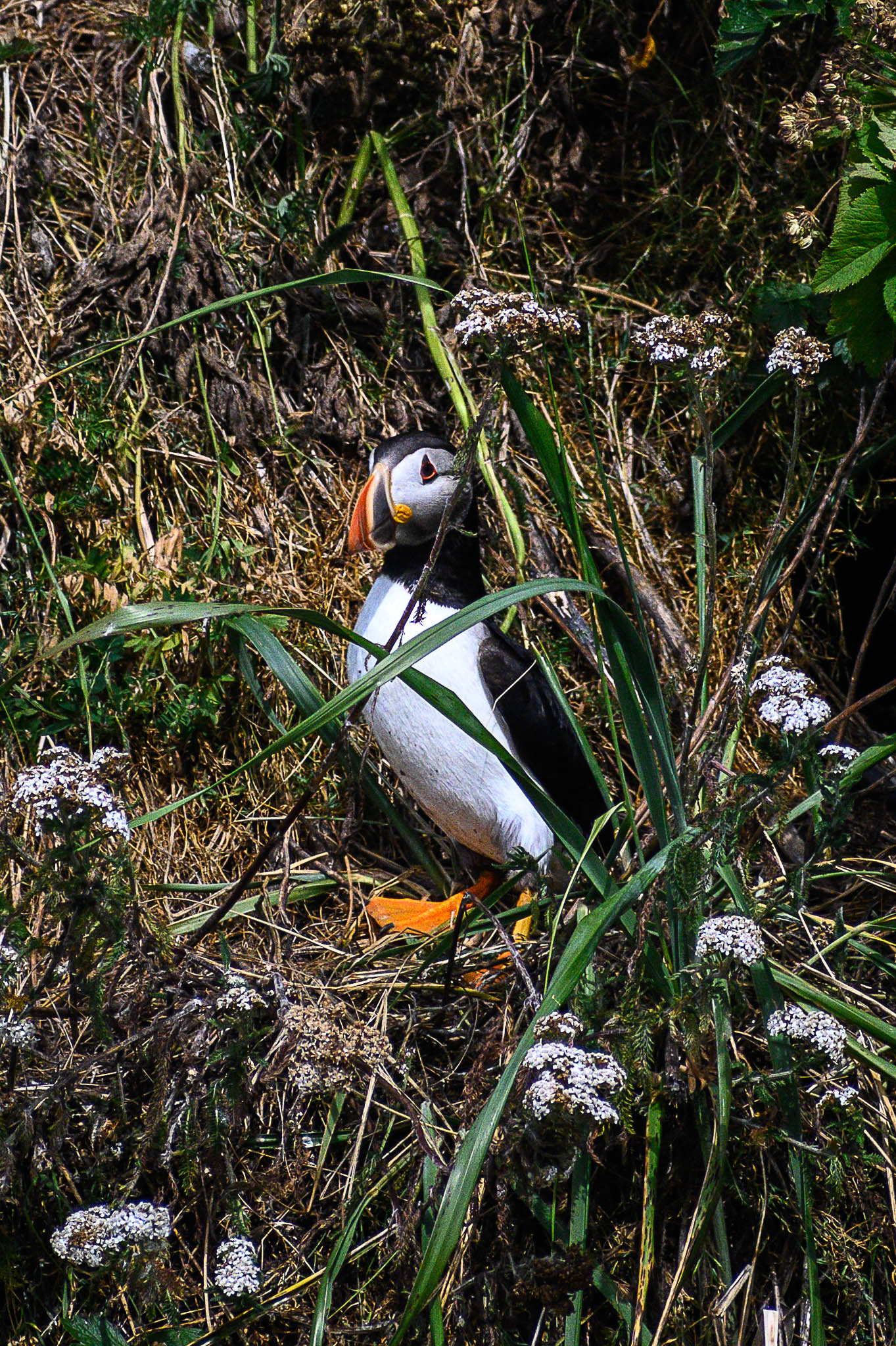 puffin cote nord